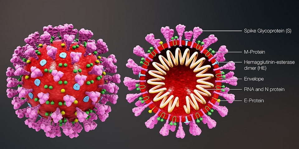 схематичное изображение коронавируса covid-19
