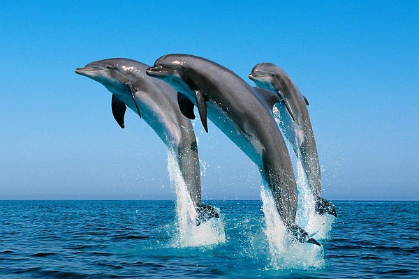 Афалина или большой дельфин (Tursiops truncatus) фото