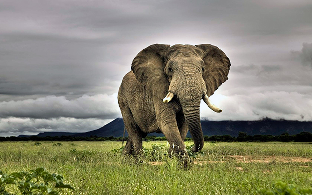 Слон (Elephantidae) фото