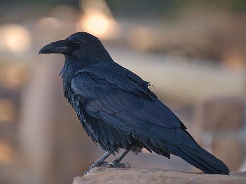 Ворон (Corvus corax) фото