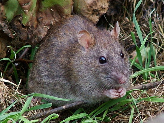Крыса (Rattus) фото
