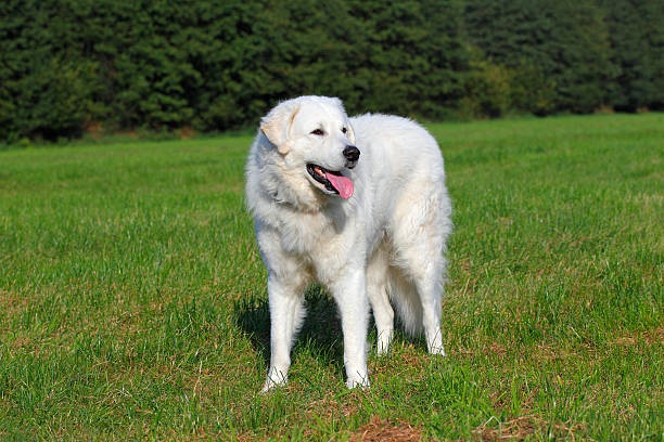 Собака (Canis lupus familiaris) фото