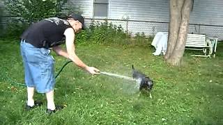 My Uncle John hosing down my aunt Teresas dog, 2012