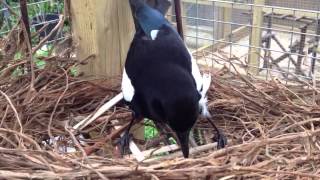 Sophie the magpie building her nest.