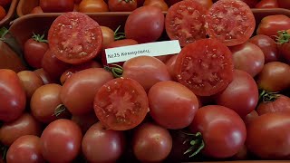 ТОМАТ "КЕМЕРОВЕЦ". №25. ДЕГУСТАЦИЯ. 