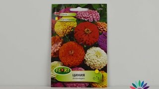 Семена на Циния Zinnia elegans mix semínko