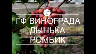 ГФ винограда ДЫНЬКА, РОМБИК