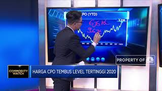 Commodity Report! Harga CPO dan Batu Bara Tembus Kelevel Tertinggi