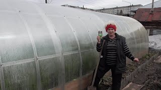 Ранний посев салата в открытый грунт. 