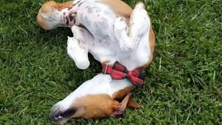 Two-legged dog is living his best life