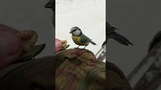 Смелая синица / Brave bird