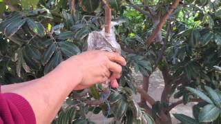 How To Air Layer The Longan