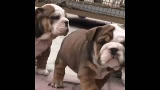 ENGLISH BULLDOG PUPS AVAILABLE IN DELHI NCR GURUGRAM BANGLOARE CHENNAI HYDERABAD GOA MUMBAI KERALA