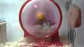 turbo hamster