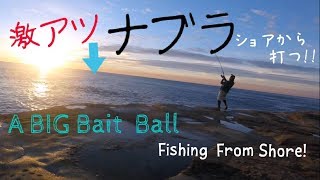 魚群スーパーナブラ⁉ショアからミノーでナブラ撃ち！Bait ball! Fishing from Land Based ! Avoca fishing.