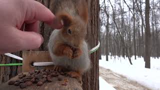 Небольшая зарисовка с незнакомой белкой / A small sketch with an unfamiliar squirrel