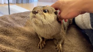 カワウソと会話することができるようになった Now you can talk to an otter.