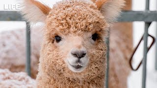 Самые редкие альпака поселились в Москве