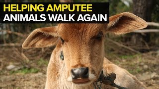 Prosthetic Limbs for Amputee Animals