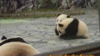 双子の子パンダ、追いかけっこ　Twin Panda Cubs running