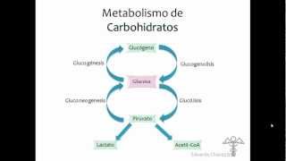 Metabolismo de Carbohidratos