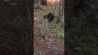 Xnxx: for cats