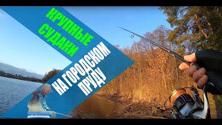 КРУПНЫЙ СУДАК!  Shimano SOARE X Tune / Favorite Skyline TZ NEW 862M / Favorite Impulse TZ NEW 832L-T