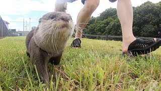 雨上がりの散歩でカワウソが大はしゃぎ！ Otter are having a blast on their walk after the rain!