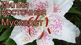 Лилия восточная Мускадет (lilium) ? лилия Мускадет обзор: как сажать луковицы лилии Мускадет