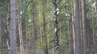 ♫ Мелодия для души... Ближе к сердцу - Эдгар Туниянц.  Edgar Tuniyants - Closer to the heart...