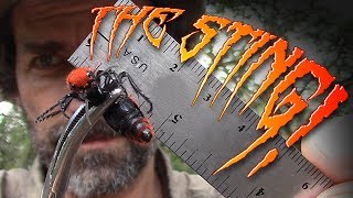 Velvet Ant Sting Challenge