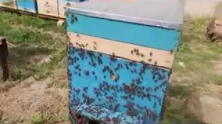 ?пасека 2018? собор пыльцы?ЧТО ПРОИСХОДИТ??весна на пасеке