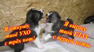 ⚠Первая ДРАКА САБЛЕЗУБЫХ⚠