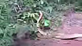 马口蛇王交配(Malaysia King Cobra)