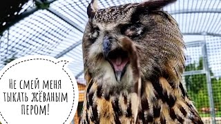 Как мы дошли до шатания совы и вот это вот всё