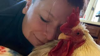 Destined for dinner table, this broiler chicken got love and massages instead, Baby chicken adoption