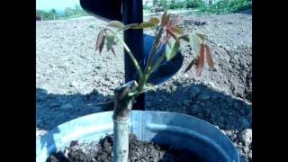 Прививка и посадка ореха с Жадан В. М. (walnut grafting and planting)