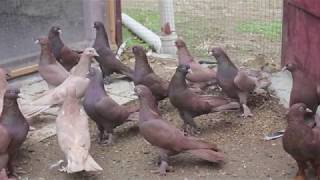 Baki Goyercinleri Бакинские Голуби Baku Pigeons Ruslan 2018