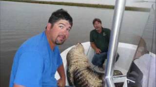 Alligator Hunting In Southeast Georgia Altamaha River