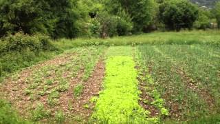 Trout Farmer, Blacksmith and Vegetable Gardener