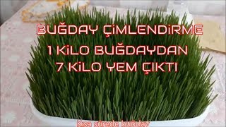 Buğday çimlendirme Taze yem yaptık wheat sprouts diy at home