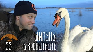 Лебеди-шипуны в Санкт-Петербурге // Спецрепортаж #35
