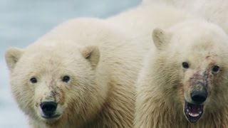 Путешествие в Арктику | Природа | Телеканал «Страна»