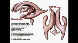 Ventrículos y Tálamo, Neuroanatomía.