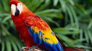 EL GUACAMAYO EN PELIGRO DE EXTINCION