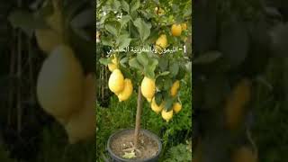 ثلاث أشجار تنجح بقوة في أصص❤  The main 3 trees that thrives in pots
