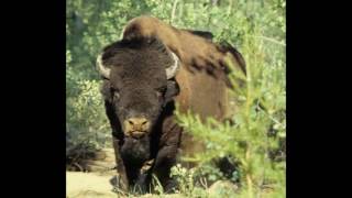 Wood Buffalo National Park
