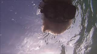 Cancun Snorkeling Club Med Reef
