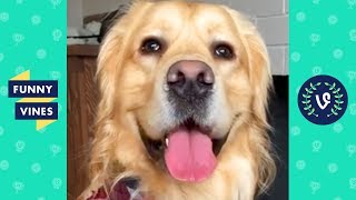 TRY NOT TO LAUGH - Funny Animals & Pets of the Week!