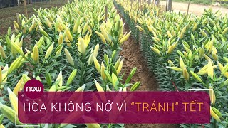 Đà Lạt: Trồng hoa đón Tết, hết Tết hoa nở | VTC Now
